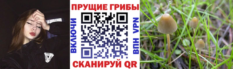 Галлюциногенные грибы прущие грибы  Карталы 